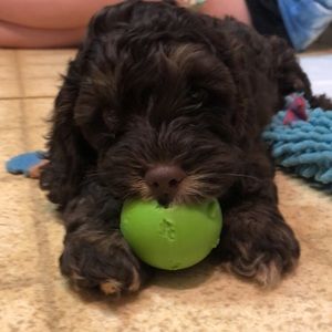 Meet your Posher, Scarlet